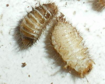 larva necrofaga